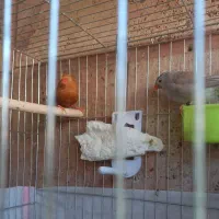 یک جفت فنچ فول اورنج