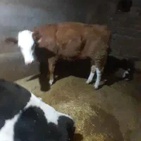 سیمنتال اصیل