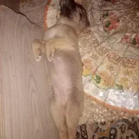 واگذاری «پت» سرآبی قفقازی