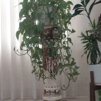 گل پتوس با پایه