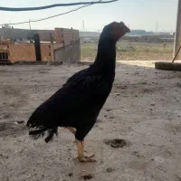 مرغ لاری مشکی|حیوانات مزرعه|خاوران, |دیوار