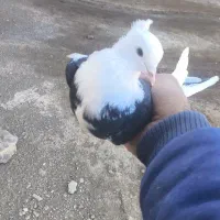 نر ابلغ خرمایی