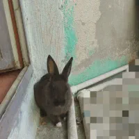 خرگوش لپ دار بهترین نژاد دو رگه هستش|موش و خرگوش|دوگنبدان, |دیوار