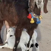 بز زایده با دو بزغاله ماده شیرا شیرا استثنایی