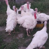 بوقلمون . ارگانیک