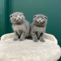 شهر گربه اسکاتیش بلو /شهرک غرب/درختی