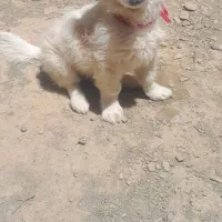 سگ خانگی