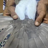 کفتر|پرنده|اهواز, نبوت|دیوار