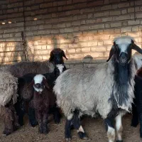 میش بره دار.دوقلو|حیوانات مزرعه|طسوج, |دیوار