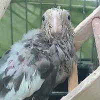 یک جفت عروس هلندی مولد|پرنده|ماهدشت, |دیوار