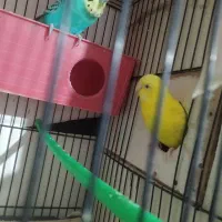 مرغ عشق انگلسی جفتی 400|پرنده|تربت جام, یحیی آباد|دیوار