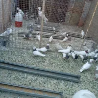 طوقی|پرنده|قروه, |دیوار