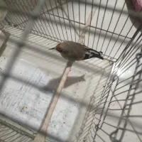 پرنده سهره دورگ باقفس وسایل|پرنده|اسلام‌شهر, شهرک محمدیه|دیوار