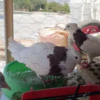 یک جفت طوق سرخ خال سیاه درجه یک