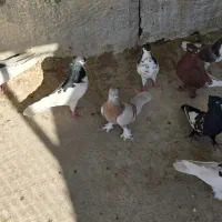 کبوتر|پرنده|شیراز, شیخ علی چوپان|دیوار