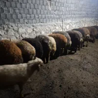 تمام نر افشاری