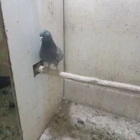 کفتر