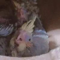 عروس هلندی جفت با تخم|پرنده|بن, |دیوار