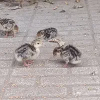 جوجه بوقلمون اصلی 15روزه