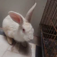 خرگوش