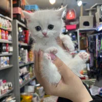 بریتیش سفید نر