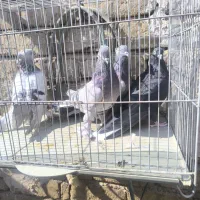 تعدادی کبوتر|پرنده|کاشان, پشت شهربانی|دیوار