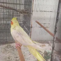 عروس هلندی ماده رام و چلوندنی|پرنده|بابل, |دیوار