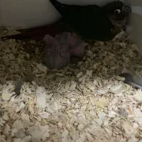 عروسگرینچیککوتولهقناریمرغعشقفنچقفسدانه و|پرنده|اراک, |دیوار