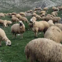 سـرای. دام. و گوسفنـد زنده