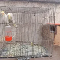 ۳جفت عروس مولد رو تخم و جوجه