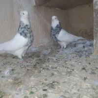 کبوتر|پرنده|اسلام‌‌آباد غرب, |دیوار