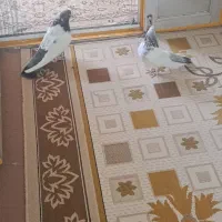 کبوتر|پرنده|لالجین, |دیوار