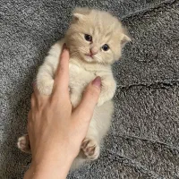 گربه اسکاتیش گلد