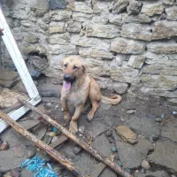 توله‌پژدرماده