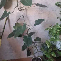 سانسوریا ابلق بلند