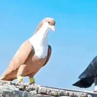 کبوتر ریش زرد