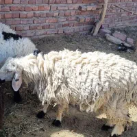 بره نر برای عید قربان