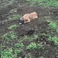 توله دورگ|سگ|رحیم‌آباد, |دیوار