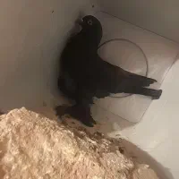 کفتر قره لوطی|پرنده|ایلخچی, |دیوار