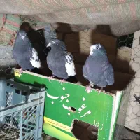 پرنده فروشی میرآباد کردشت|پرنده|ریگان, |دیوار