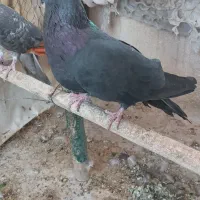 کفتر تزینی  زاغ نر|پرنده|تهران, آهنگ|دیوار