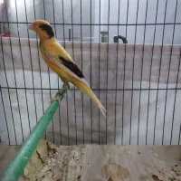 قناری|پرنده|نسیم‌شهر, |دیوار