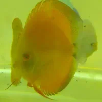 ماهی آکواریوم دیسکس