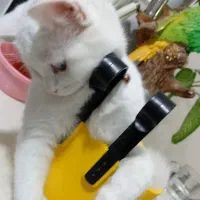 واگذاری گربه اسکاتیش|گربه|تایباد, |دیوار