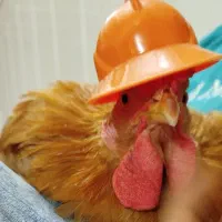 خروس محلی|حیوانات مزرعه|قم, باغ کرباسی|دیوار