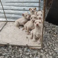 وااگذاری سگ پاکوتاه