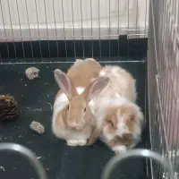 دو عدد خرگوش نر مینی لوپ و ساده