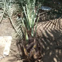 پاجوش نخل برحی|گل و گیاه طبیعی|امیدیه, |دیوار