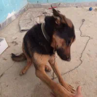 سگ ژرمن شپرد ورک لاین