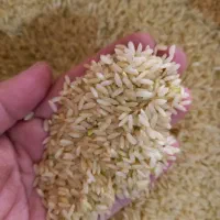 برنج عنبر بو شیروان